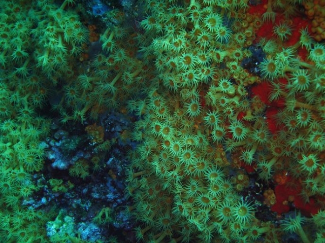  Diferentes especies de flora marina 